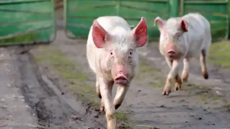 O que significa sonhar com porco correndo atrás de mim