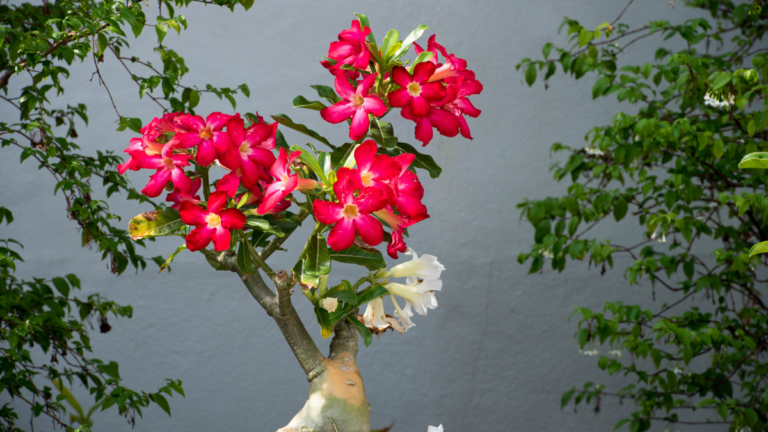 Adubo para Rosa do Deserto