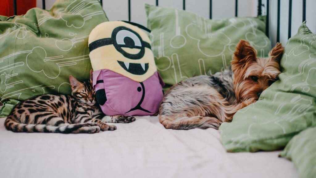 Nutrição Adequada para Cães e Gatos Nutrição Adequada para Cães e Gatos