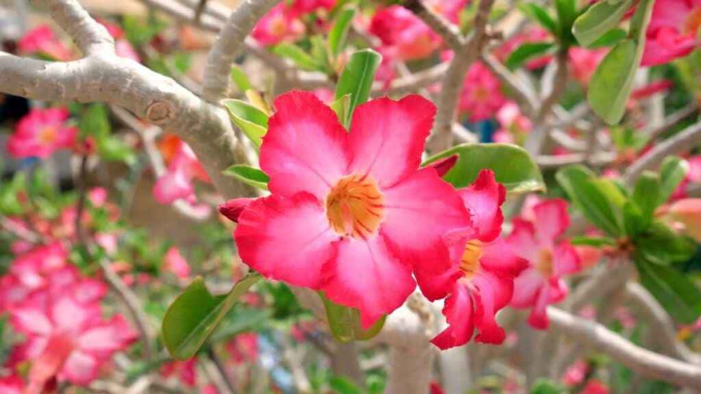 Rosa do Deserto Filó: Tudo o que Você Precisa Saber rosa do deserto filo