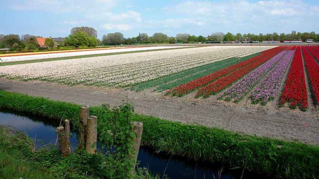 Rosas do Deserto L14: A Escolha Ideal para Seu Jardim rosas do deserto l14
